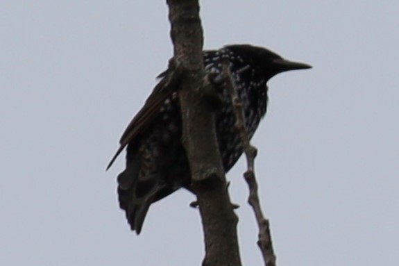 European Starling - ML623285081