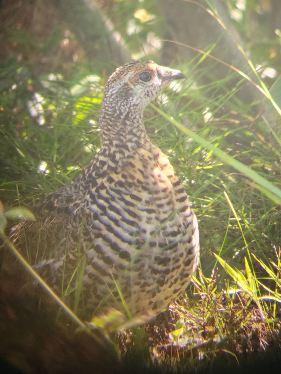 Spruce Grouse - ML623285083