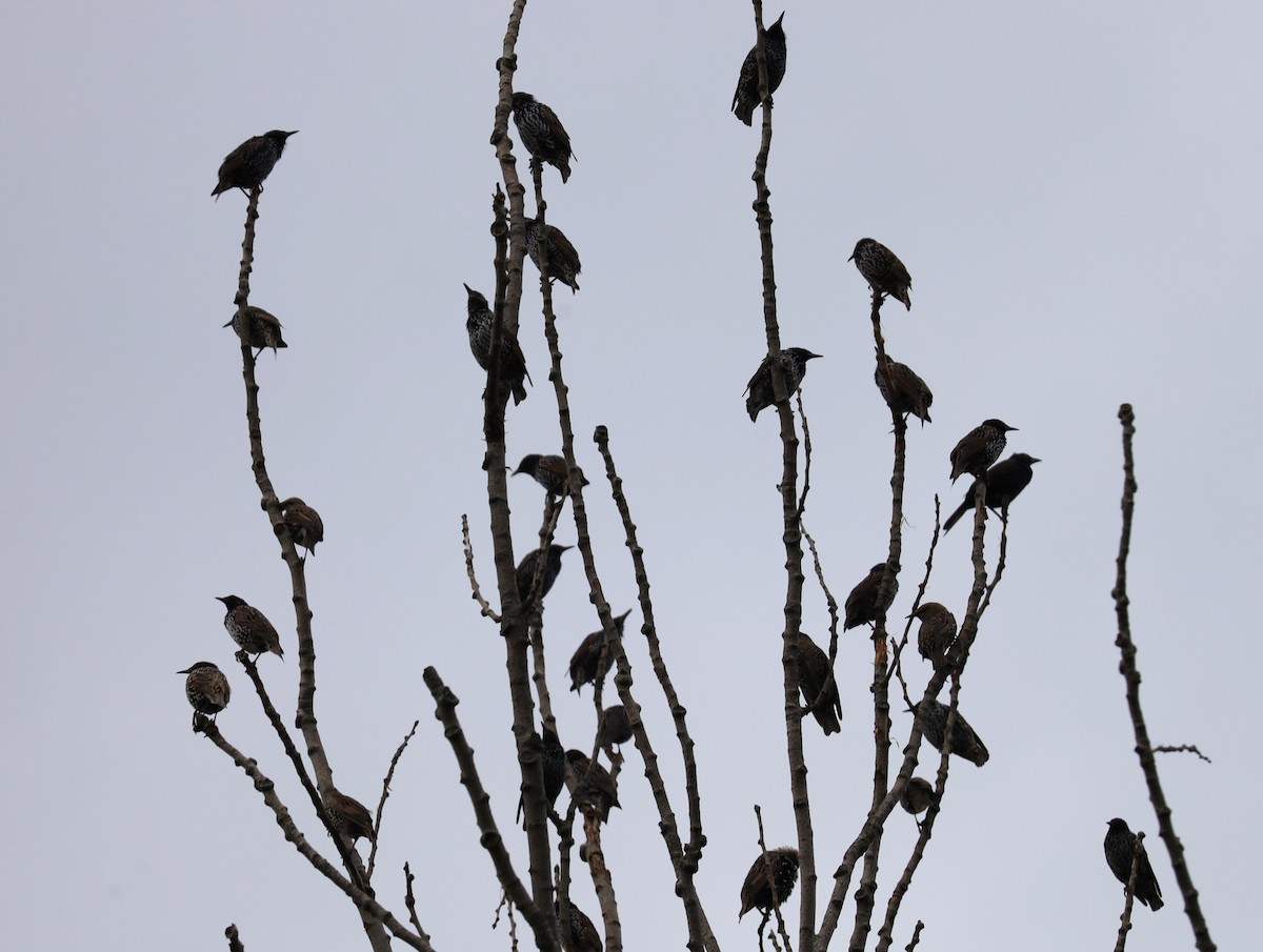 European Starling - ML623285084