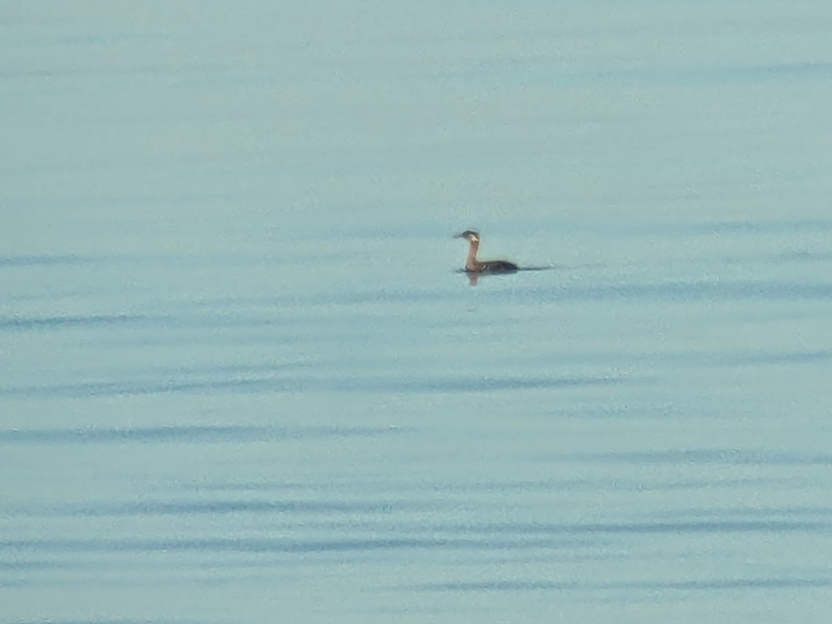 Red-necked Grebe - ML623285100