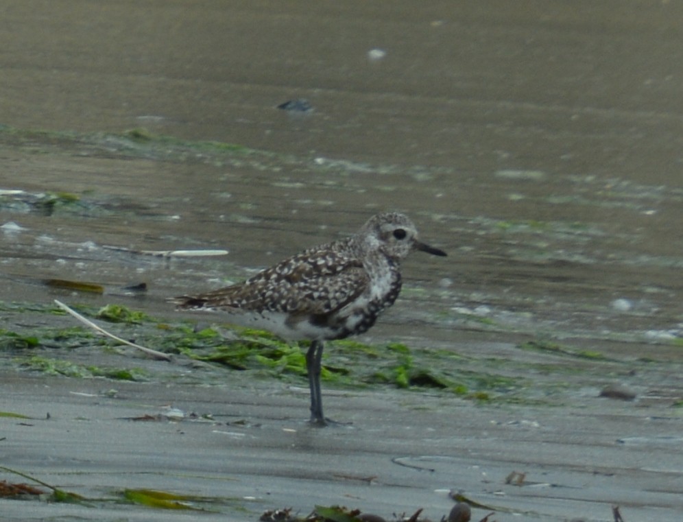 Black-bellied Plover - ML623285104