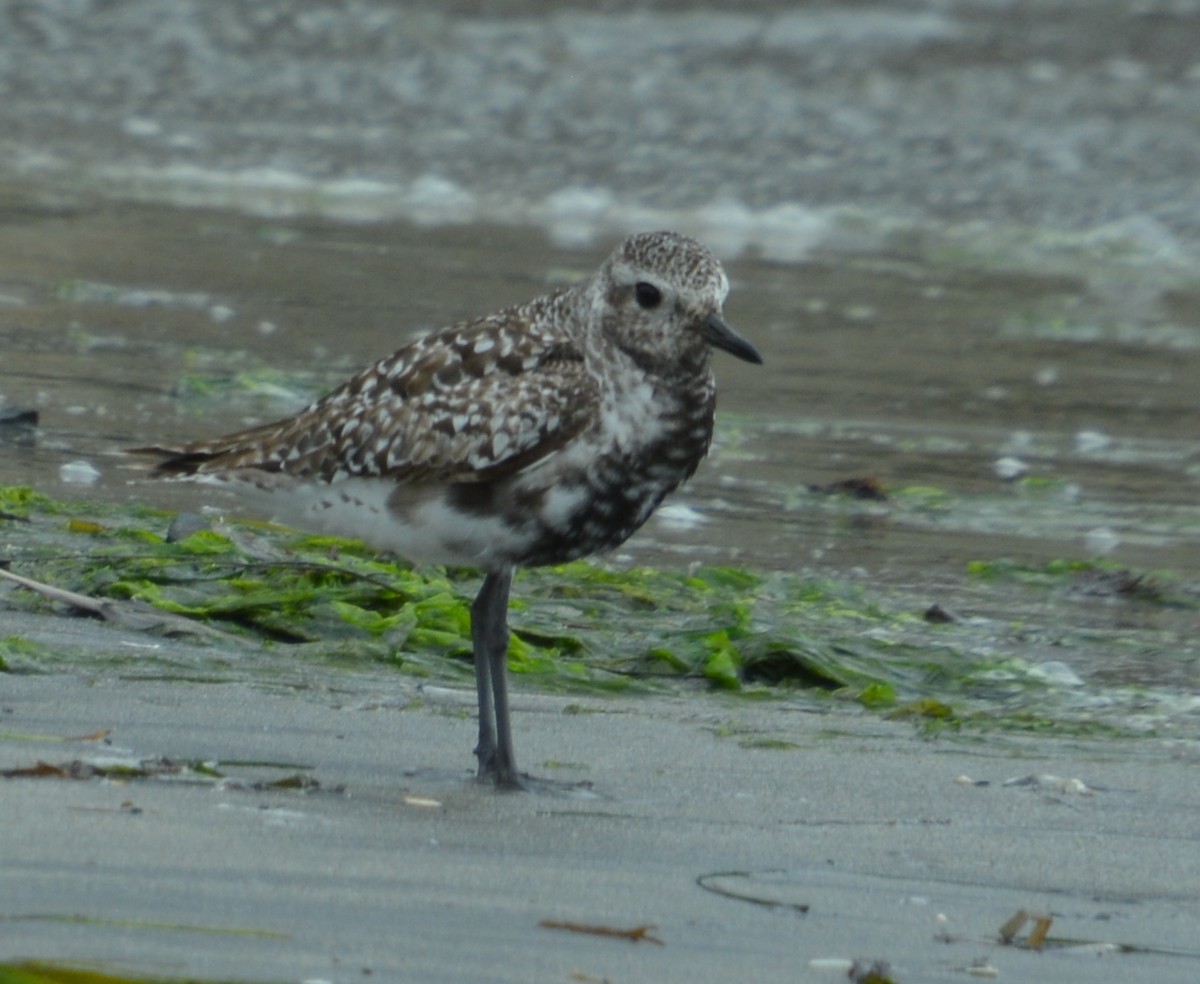 Black-bellied Plover - ML623285112