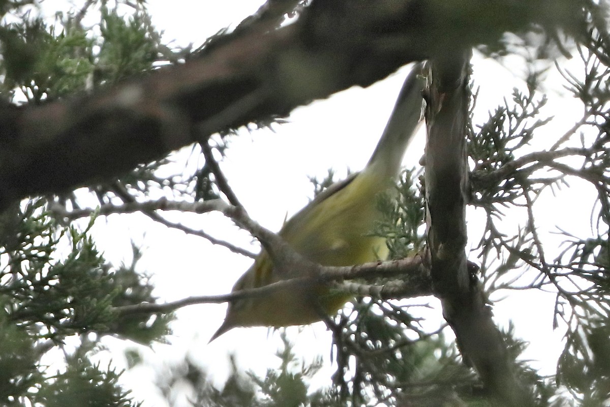 Prairie Warbler - ML623285116