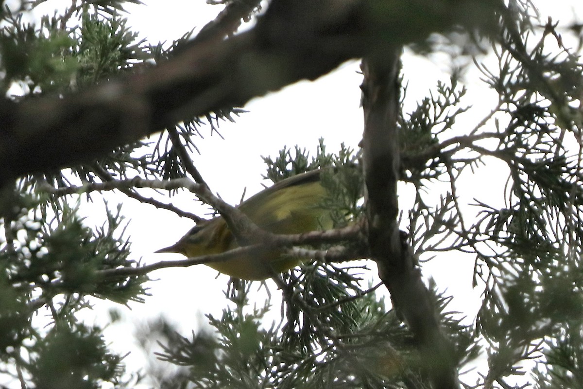 Prairie Warbler - ML623285118