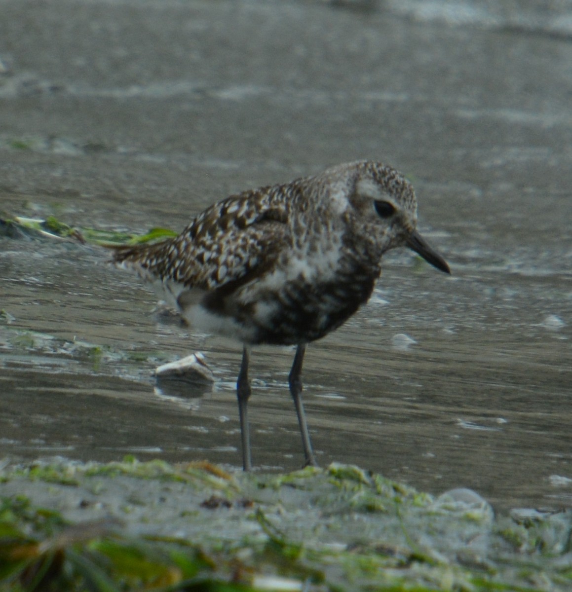 Black-bellied Plover - Hildi Steibl