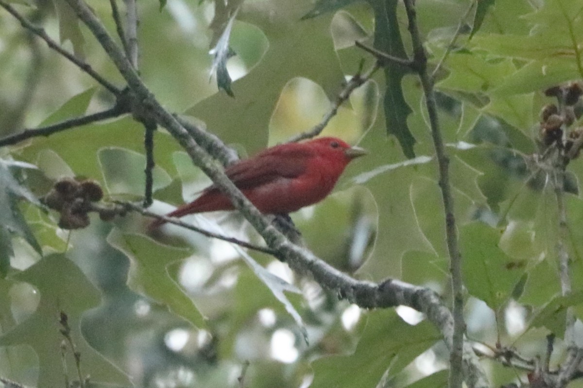 Summer Tanager - ML623285186