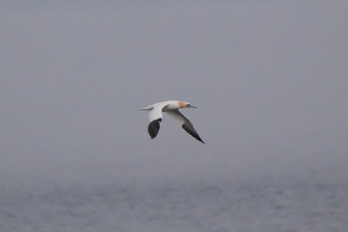 Northern Gannet - ML623285218