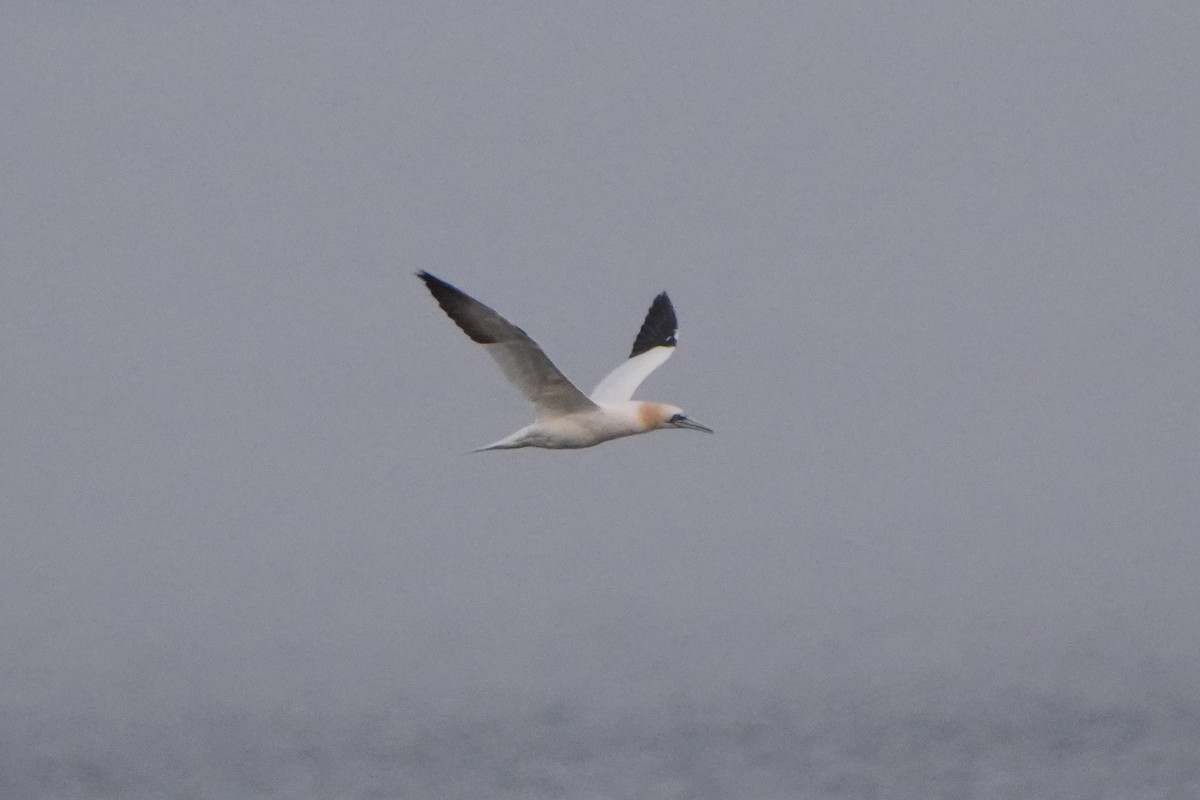 Northern Gannet - ML623285219
