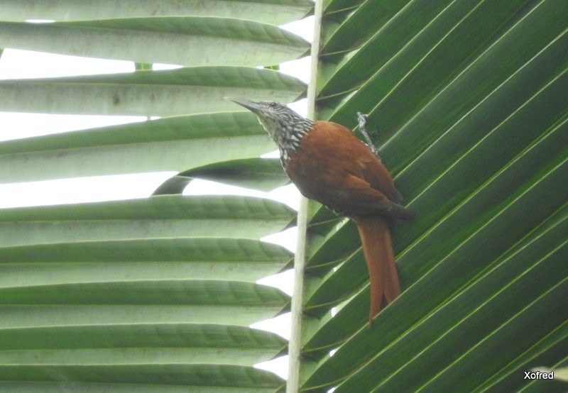 Point-tailed Palmcreeper - ML623285227