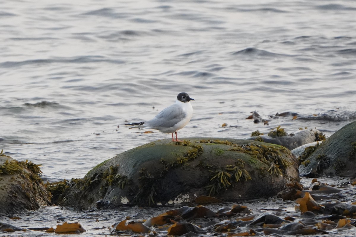 Bonaparte's Gull - ML623285231