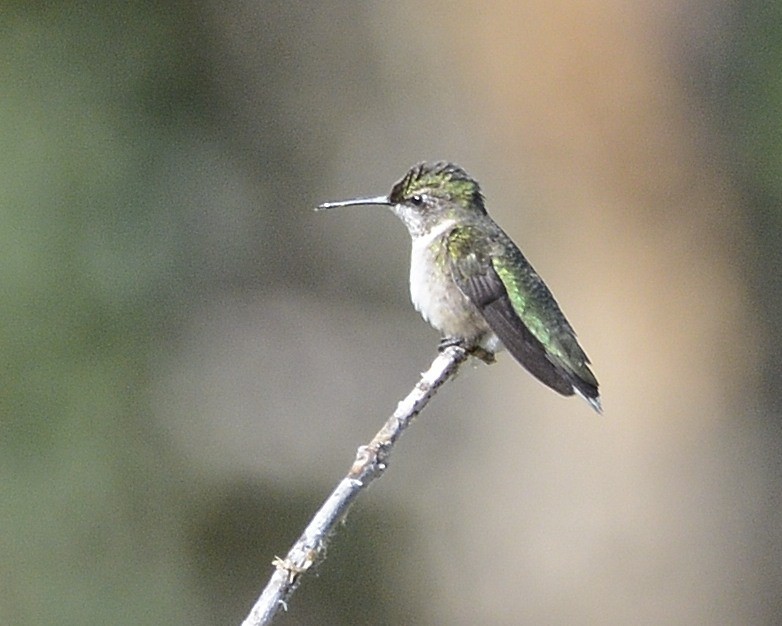 Ruby-throated Hummingbird - David Kennedy