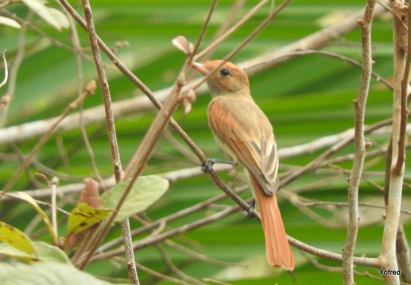 Kahverengi Sırtlı Casiornis - ML623285256