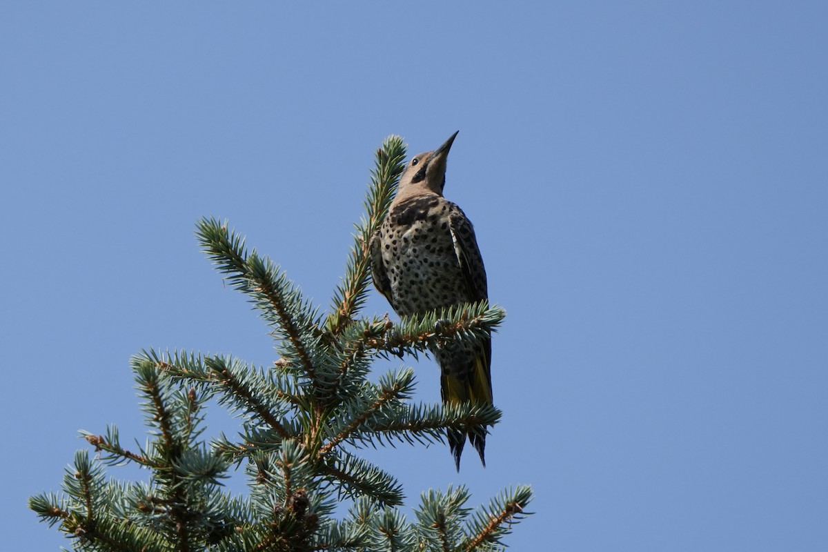 Northern Flicker - ML623285284