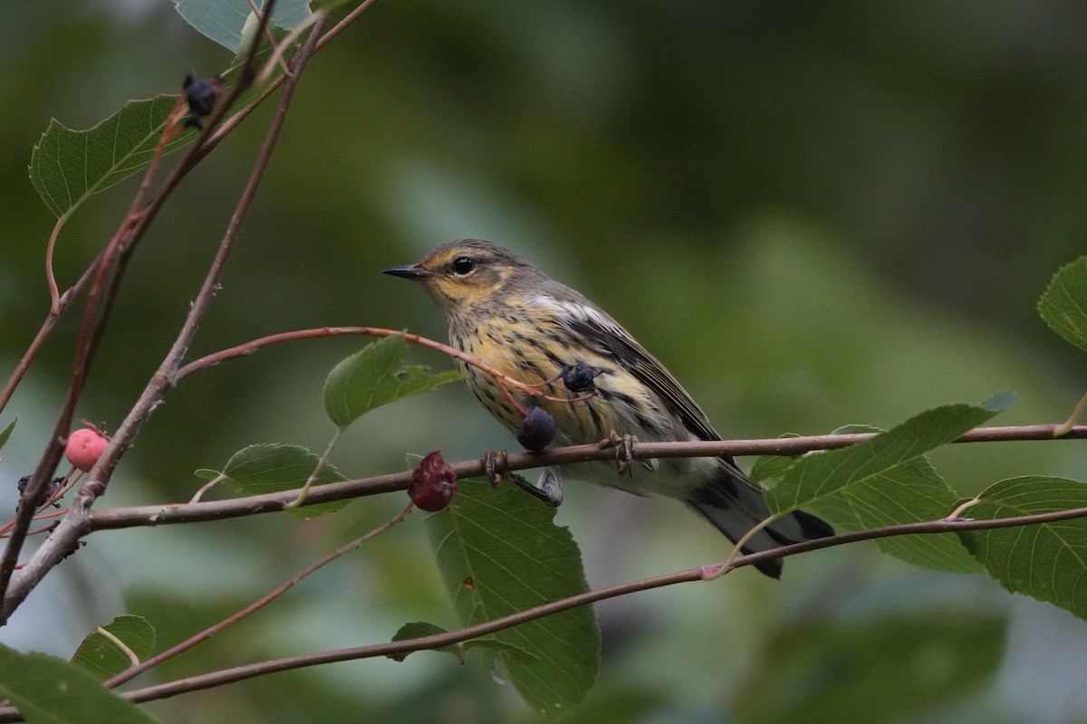 Paruline tigrée - ML623285292