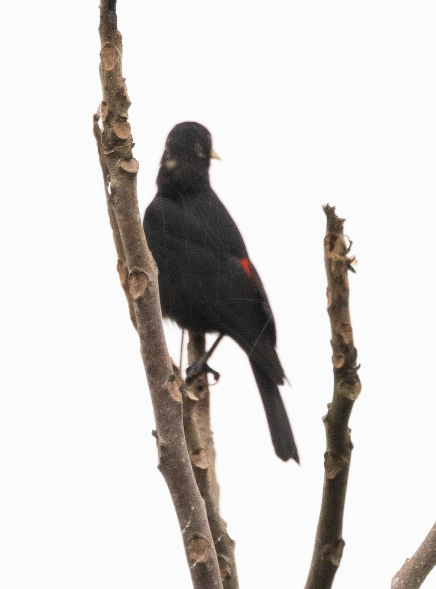 Red-rumped Cacique - David Barton