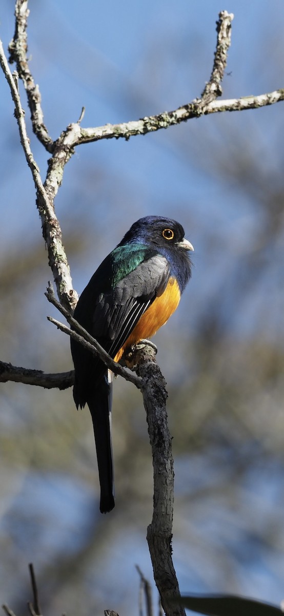 Surucua Trogon (Orange-bellied) - ML623285319