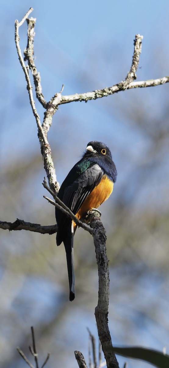 Surucua Trogon (Orange-bellied) - ML623285320