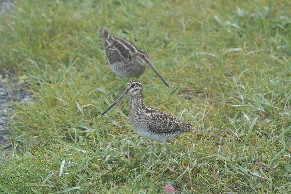 Wilson's Snipe - ML623285334