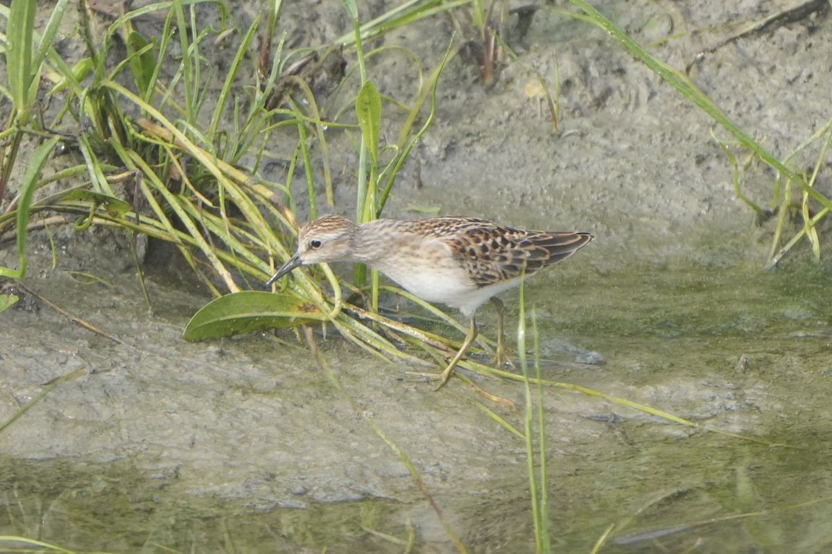 Least Sandpiper - ML623285453