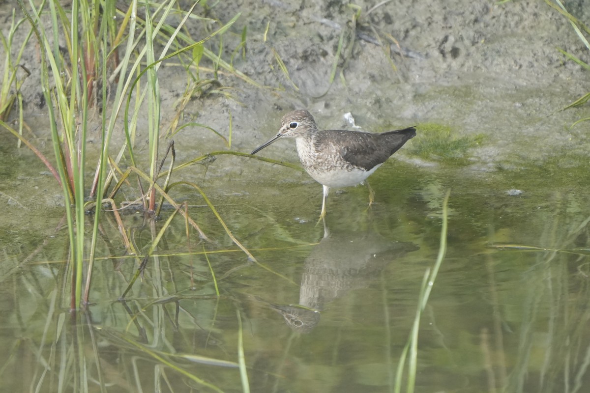 Solitary Sandpiper - ML623285479