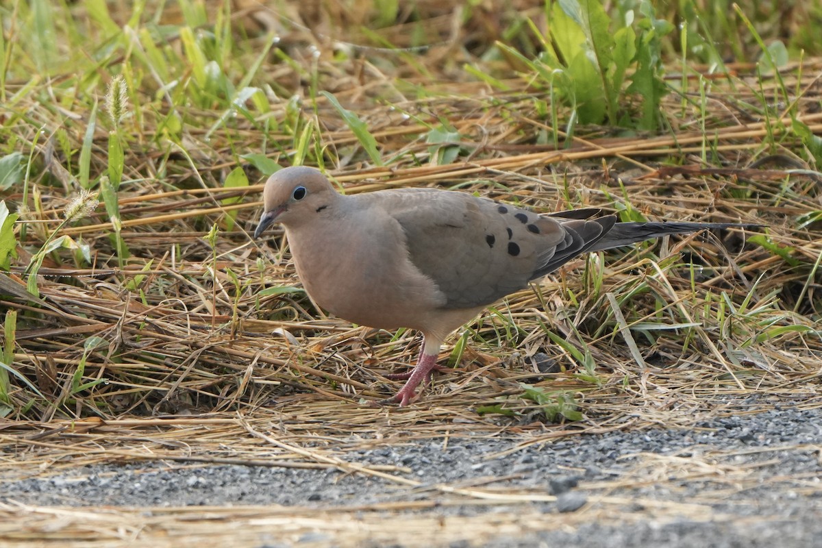 Mourning Dove - ML623285499