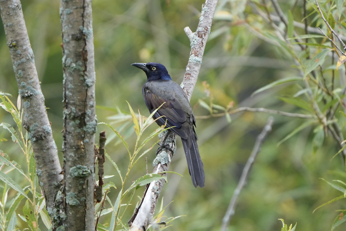 Common Grackle - ML623285532