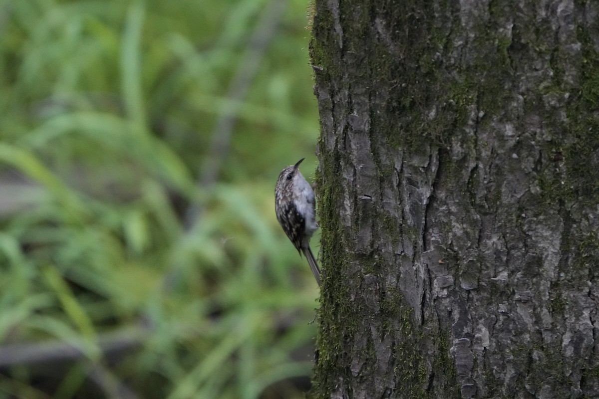 Brown Creeper - ML623285547