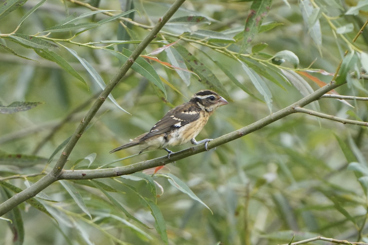 Rose-breasted Grosbeak - ML623285564