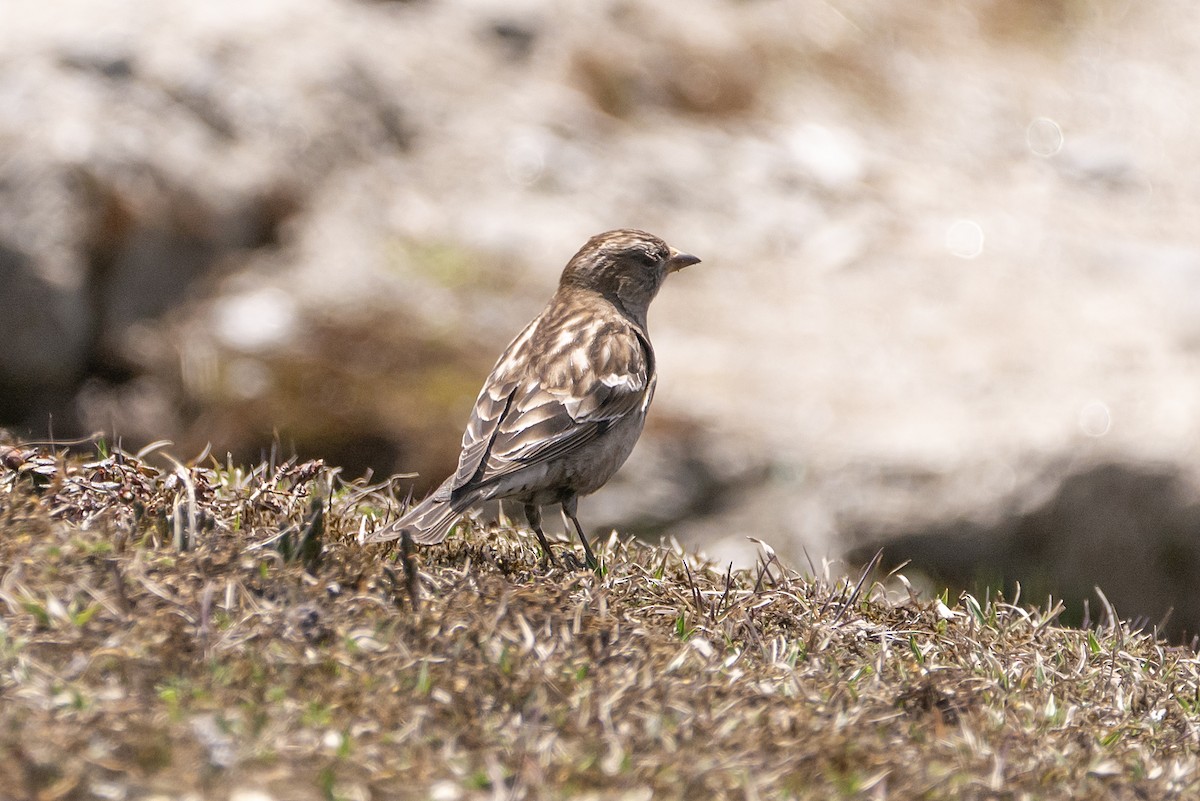 Plain Mountain Finch - ML623285588