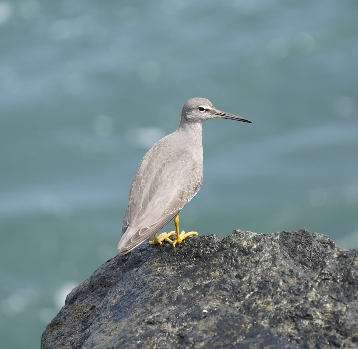 Wandering Tattler - ML623285621