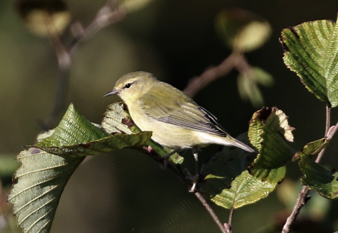 Tennessee Warbler - ML623285622