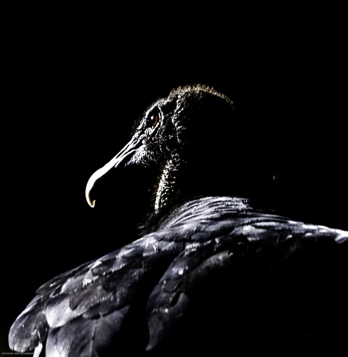 Turkey Vulture - ML623285646