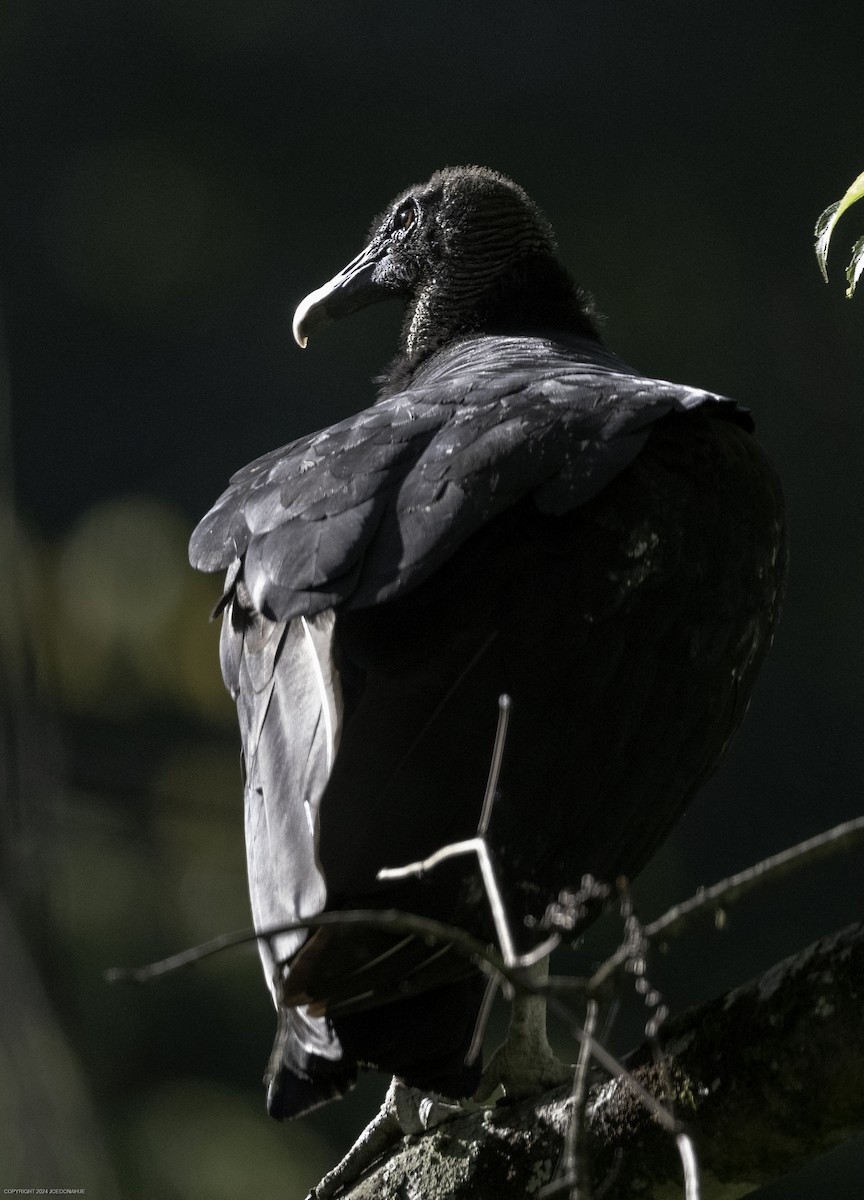 Turkey Vulture - ML623285647