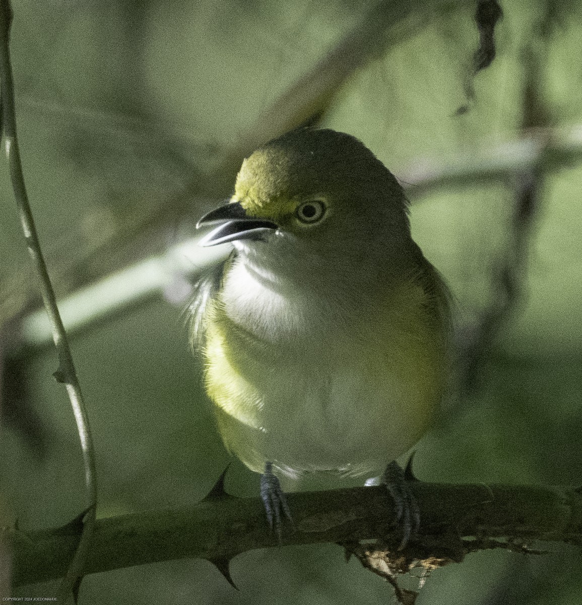 White-eyed Vireo - ML623285663