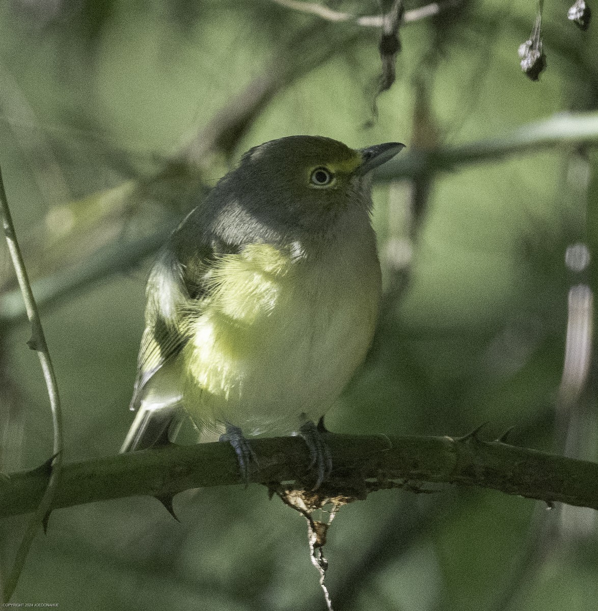 White-eyed Vireo - ML623285664