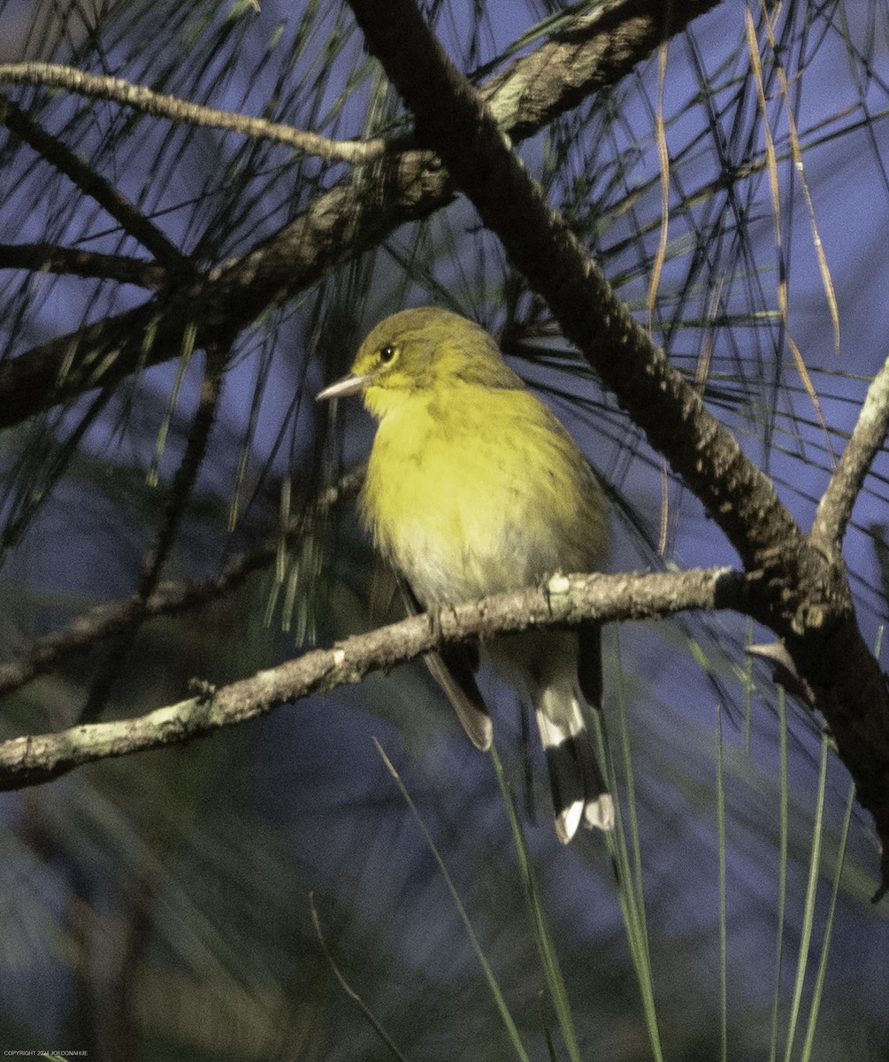 Pine Warbler - ML623285680