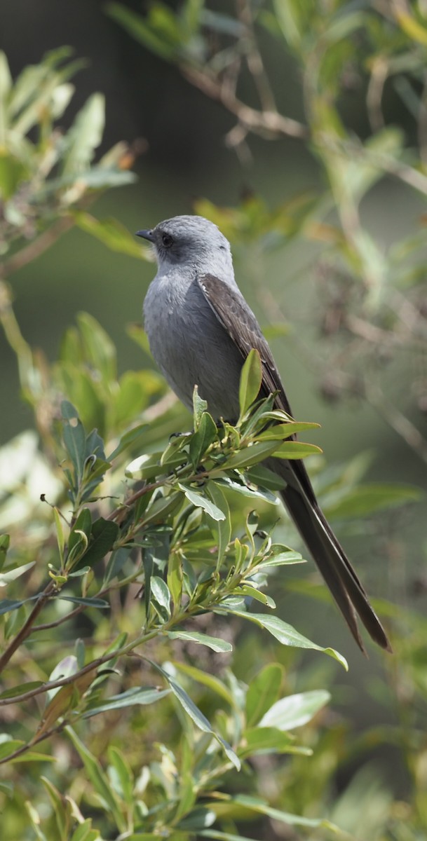 Shear-tailed Gray Tyrant - ML623285721