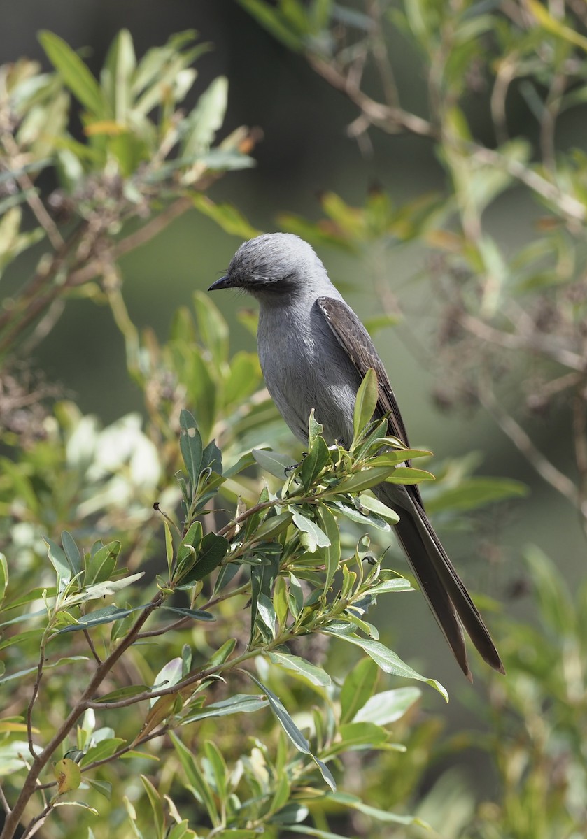 Shear-tailed Gray Tyrant - ML623285722