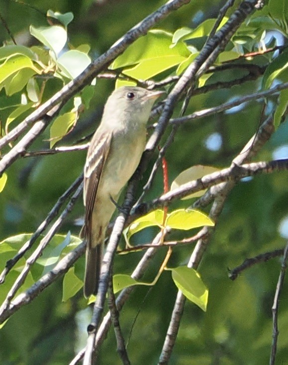 Least Flycatcher - ML623285730