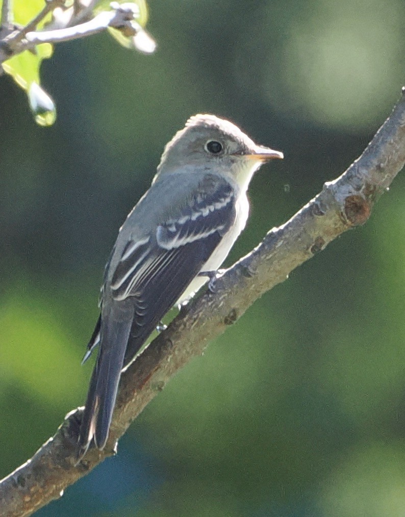 Least Flycatcher - ML623285731
