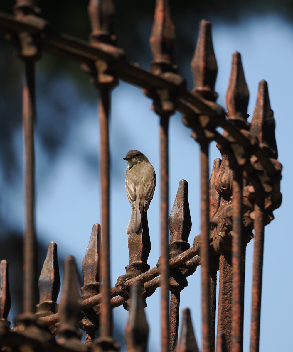 Eastern Phoebe - ML623285739