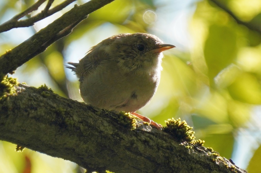 House Wren - ML623285765