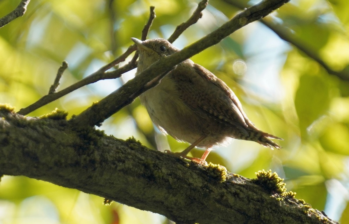 House Wren - ML623285769