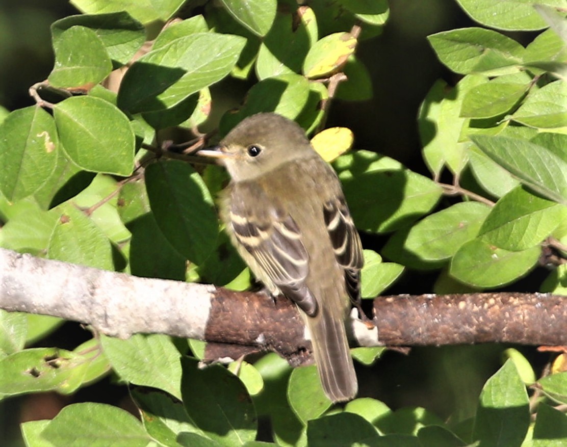 Least Flycatcher - ML623285770