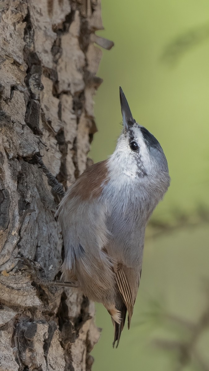 Krüper's Nuthatch - ML623285786