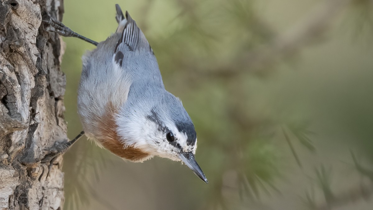 Krüper's Nuthatch - ML623285787