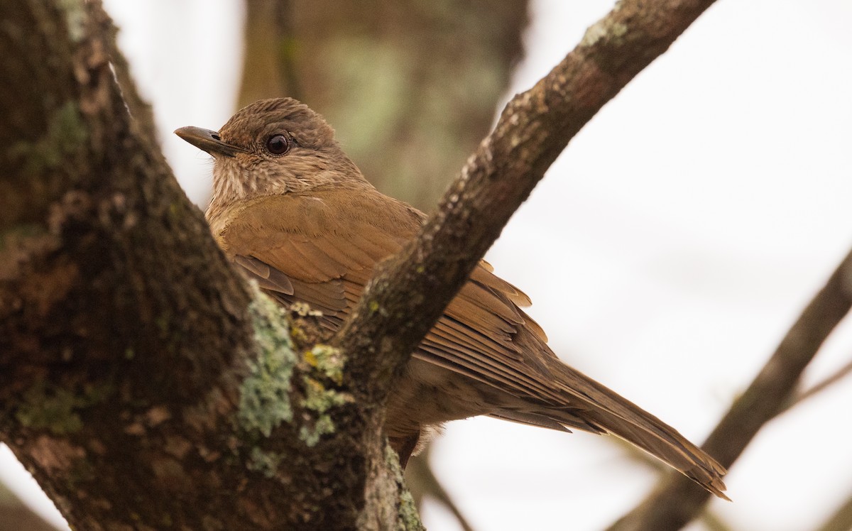 Pale-breasted Thrush - David Barton