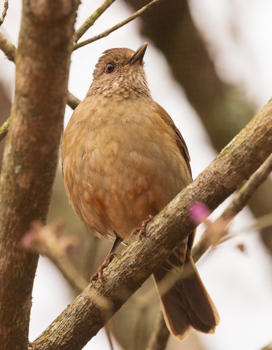 Pale-breasted Thrush - ML623285789