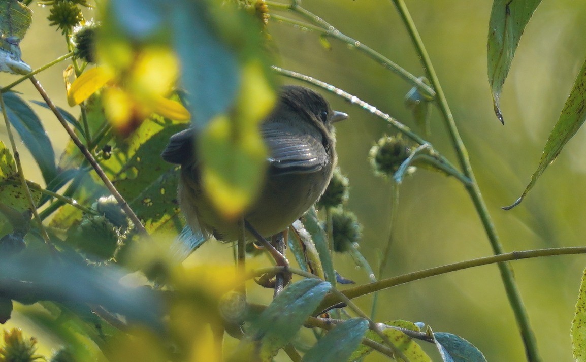 Common Yellowthroat - ML623285802