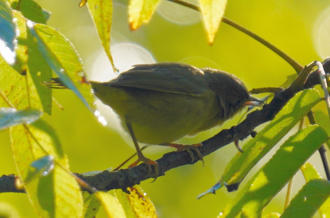 Common Yellowthroat - ML623285803